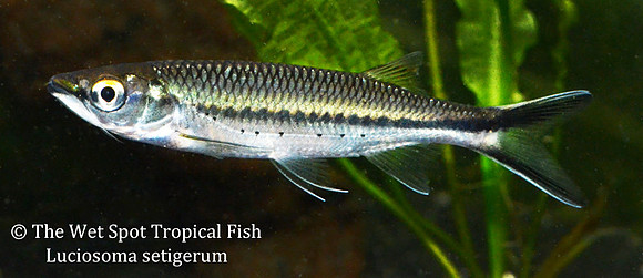 Luciosoma setigerum - Apollo Shark