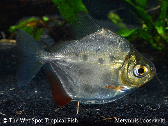 Metynnis roosevelti - Spotted Silver Dollar