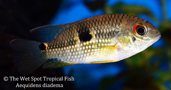 Aequidens diadema - Twin Spot Flag Cichlid
