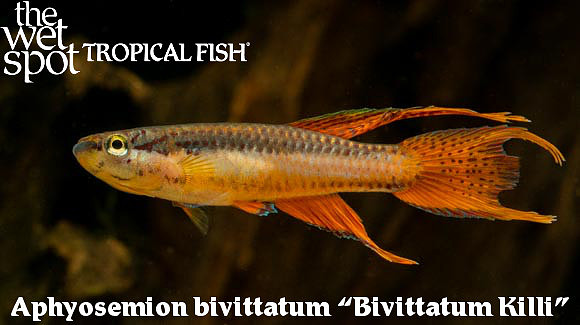 Bivittatum Killi - Lagos Red - Aphyosemion bivittatum