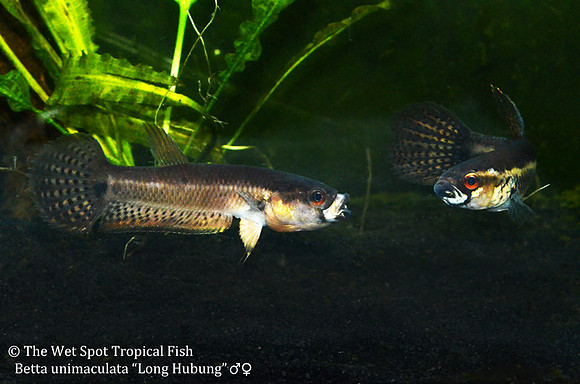 Gold Dragon Betta - Betta unimaculata "Long Hubung" Pair