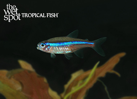 Paracheirodon simulans "Green Neon Tetra" "Colombia"
