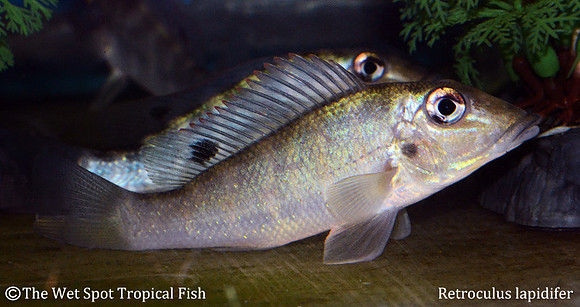 Retroculus lapidifer