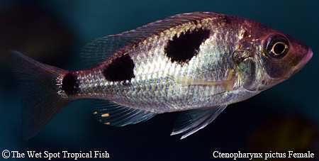 Ctenopharynx pictus Female