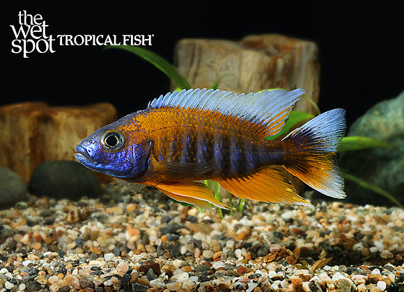 Aulonocara sp. Eureka Peacock