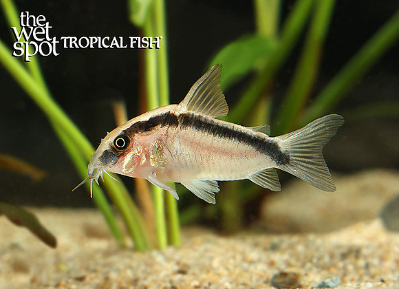 Corydoras granti "Skunk Cory" "Peru"