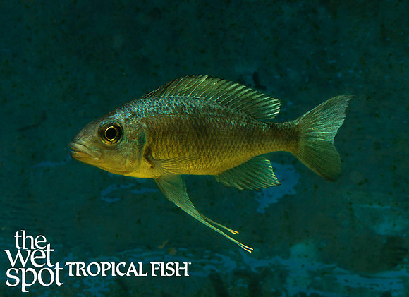 Ophthalmotilapia ventralis "Longola sunflower"