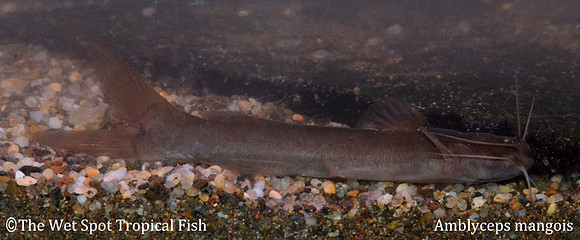 Amblyceps mangois - Crevice Cat