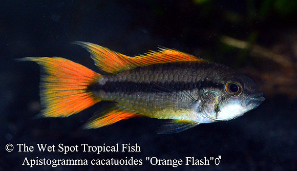 Apistogramma cacatuoides "Orange Flash"