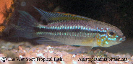 Apistogramma bitaeniata