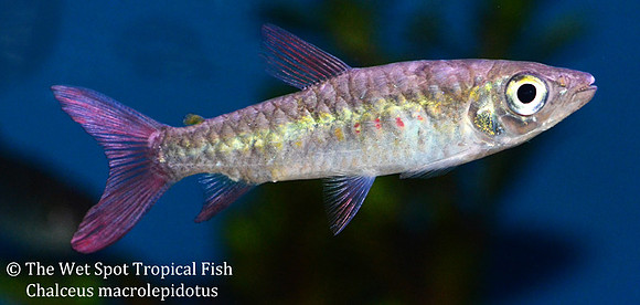 Chalceus macrolepidotus - Pink Tail Chalceus