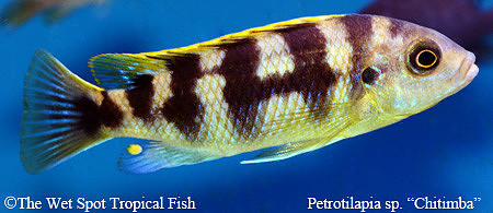 Petrotilapia sp. "Chitimba"