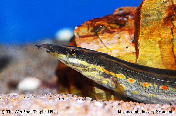Fire Eel - Mastacembelus erythrotaenia
