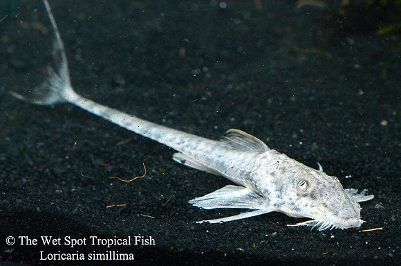 Marble Whiptail Catfish - Loricaria simillima