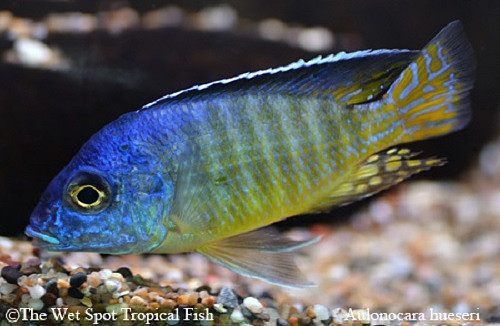 Aulonocara hueseri "Midnight"