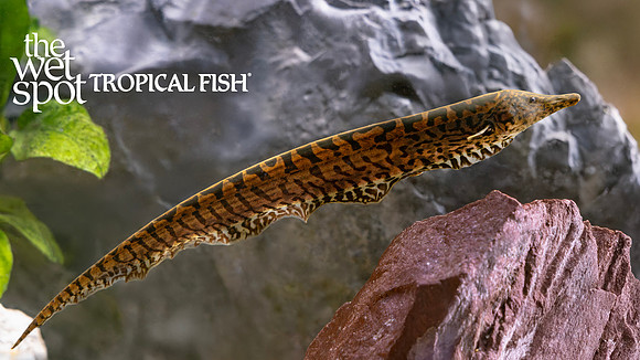 Rhamphichthys rostratus"Ossa Knife"