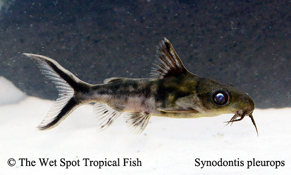 Synodontis pleurops - Bug Eye Squeaker Cat