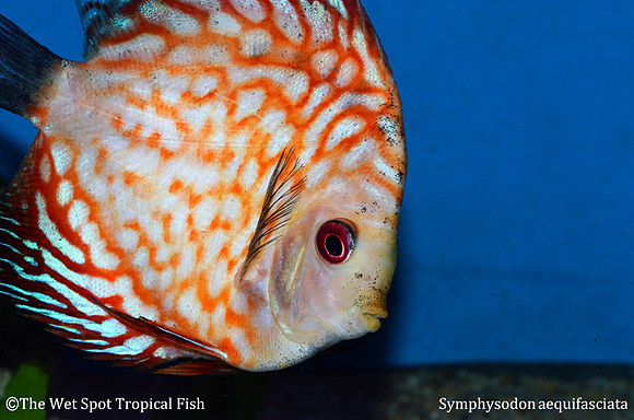 Symphysodon aequifasciata - Blue Pigeon Blood Discus