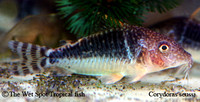 Corydoras seussi - Seuss' Cory