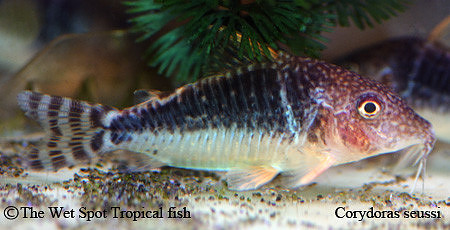 Corydoras seussi - Seuss' Cory