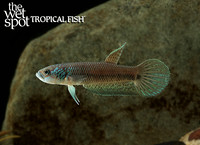 Betta sp. Antuta