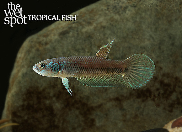 Betta sp. Antuta