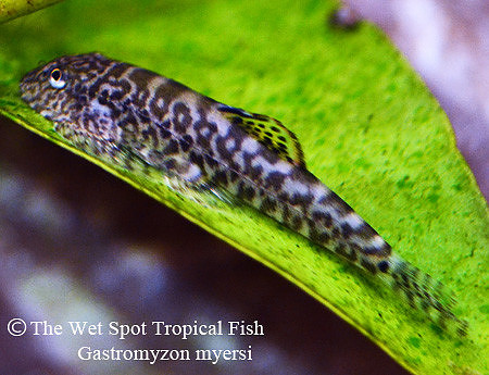 Pseudogastromyzon myersi - Chinese Red Tail Spotted Sucker Loach