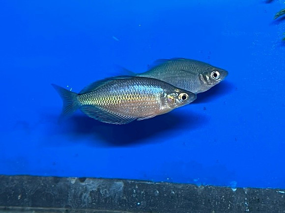 Wanamensis Rainbowfish - Glossolepis wanamensis
