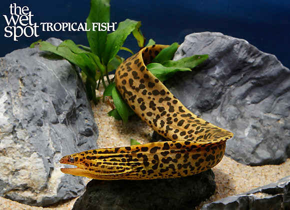 Gymnothorax polyuranodon - Freshwater Moray Eel