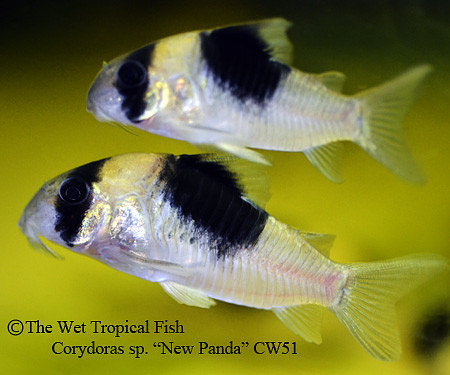 Corydoras sp. CW051 - New Panda Cory