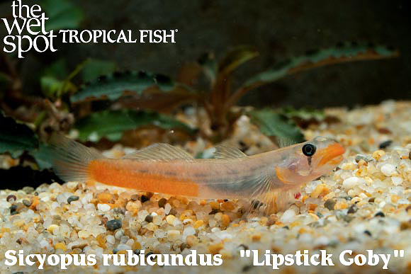 Red Lip Goby - Sicyopus exallisquamulus