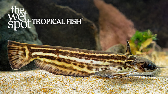 Trachelyopterichthys taeniatus "Striped Woodcat"