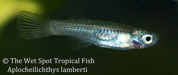 Lambert's Killi - Aplocheilichthys lamberti