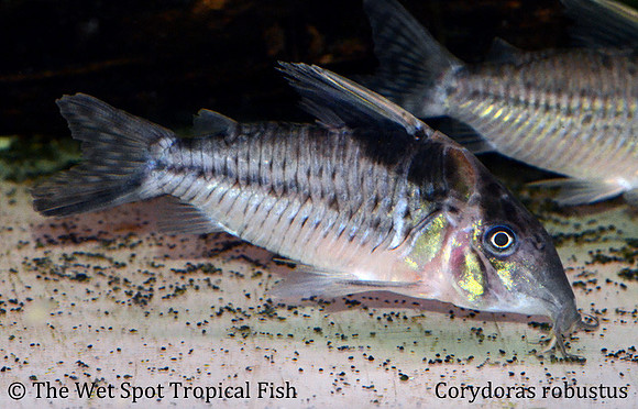 Corydoras robustus - Robust Cory