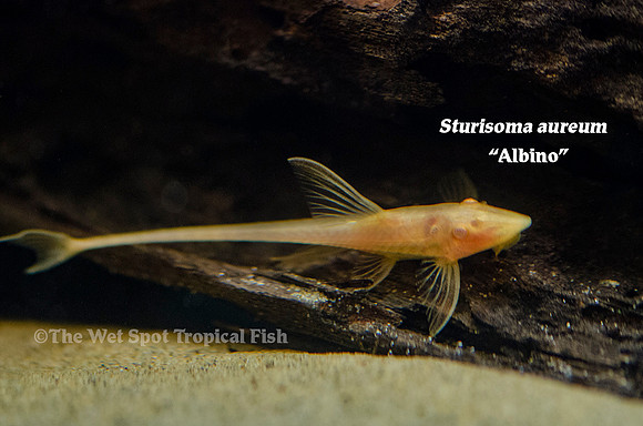 Albino Royal Farlowella - Sturisoma aureum