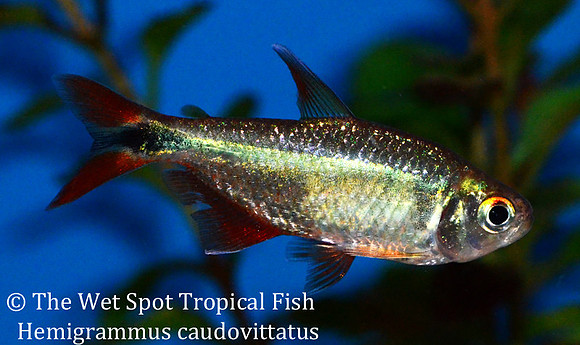 Hemigrammus caudovittatus - Buenos Aires Tetra