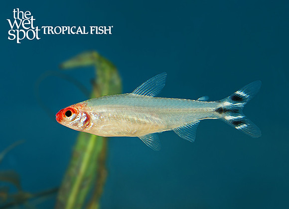 Petitella bleheri "Rummynose Tetra"