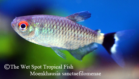 Moenkhausia sanctaefilomenae - Red Eye Tetra