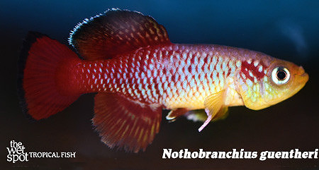 Guenther's Killi - Nothobranchius guentheri