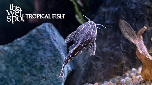 Agamyxis albomaculatus  "Orinoco Spotted Raphael"