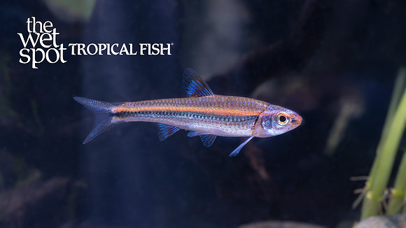 Notropis chrosomus "Rainbow Shiner"