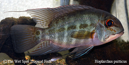 Hoplarchus psittacus - True Parrot Cichlid "Estabon"