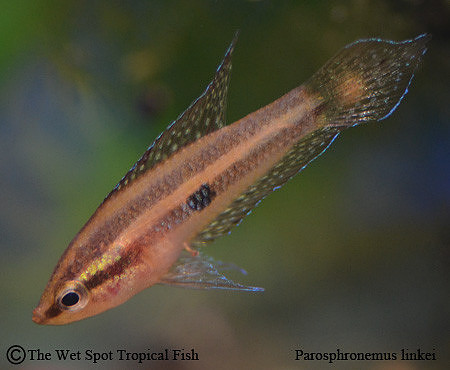 Parosphromenus linkei - Moon Spot Licorice Gourami