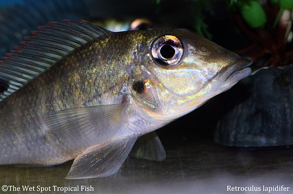 Retroculus lapidifer