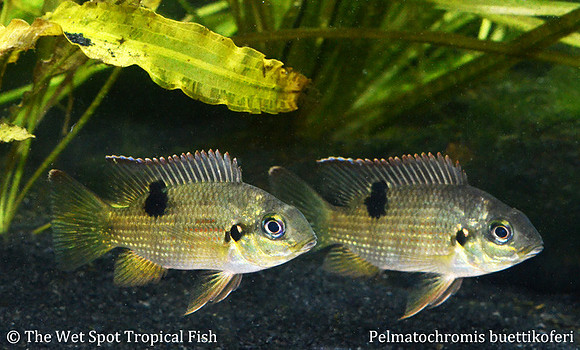 Pelmatochromis buettikoferi