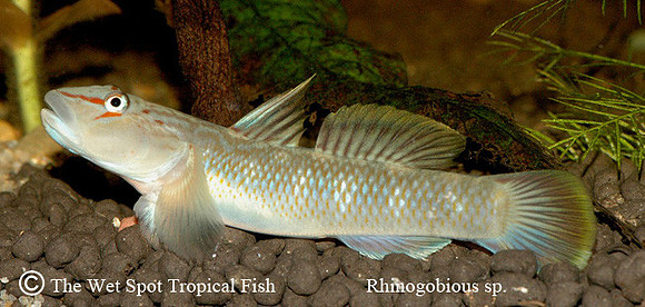 Rhinogobius candidinius