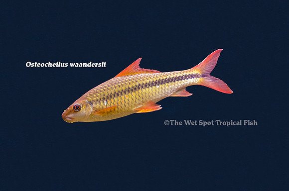 Osteocheilus waandersii - Red Fin Barb