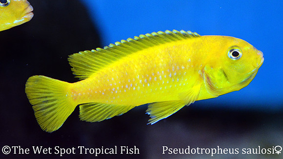 Chindongo saulosi Female