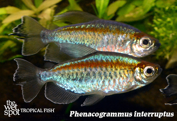 Phenacogrammus interruptus - Male Congo Tetra