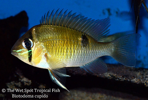 Biotodoma cupido - Cupid Cichlid